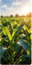 Protección y Nutrición de Cultivos